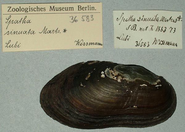 specimen