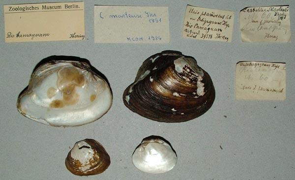 image of lot ZMB_39378