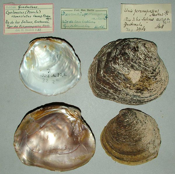 image of lot ZMB_39463