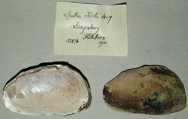 image of lot ZMB_52874