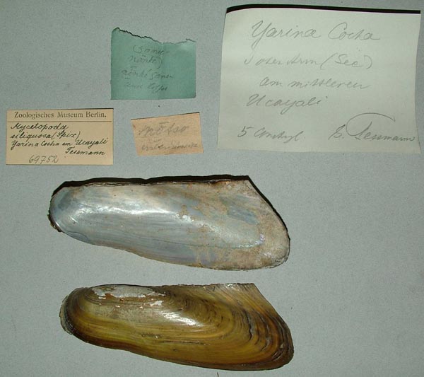 image of lot ZMB_69752
