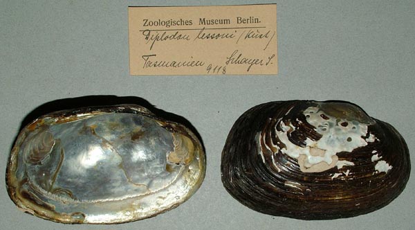 image of lot ZMB_9118