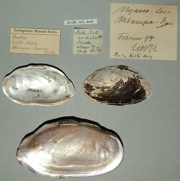 image of lot ZMB_MP_0066