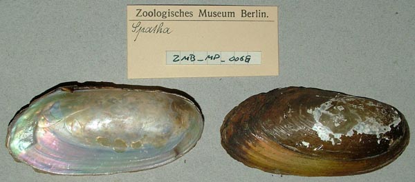 image of lot ZMB_MP_0068