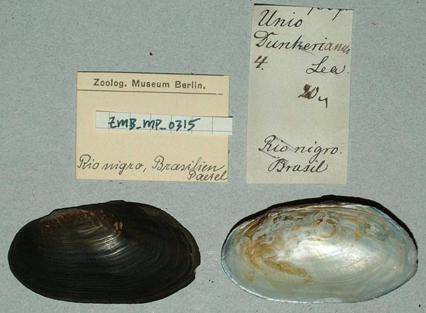 image of lot ZMB_MP_0315