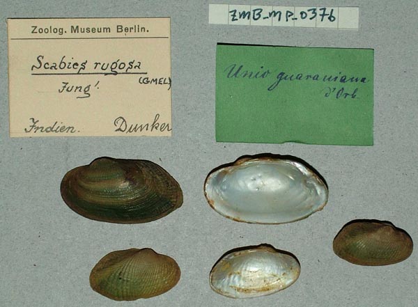 image of lot ZMB_MP_0376