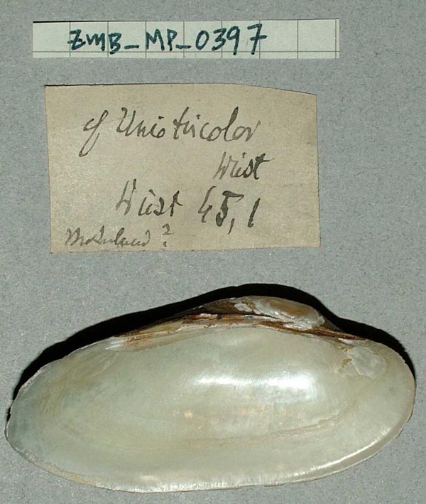 image of lot ZMB_MP_0397