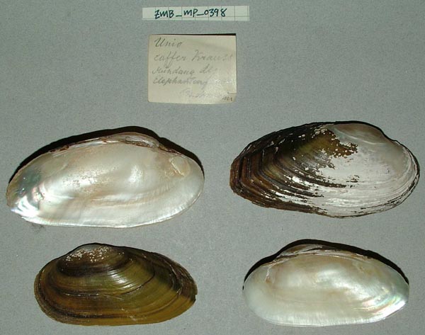 image of lot ZMB_MP_0398