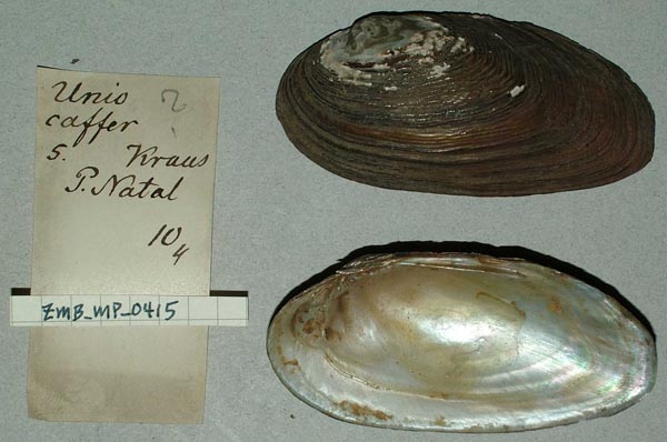 image of lot ZMB_MP_0415