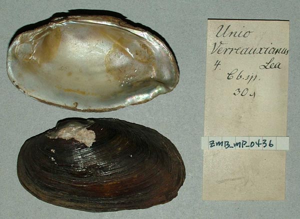 image of lot ZMB_MP_0436