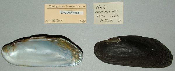 image of lot ZMB_MP_0438