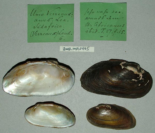 image of lot ZMB_MP_0445