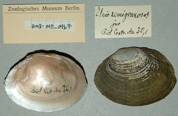 image of lot ZMB_MP_0467