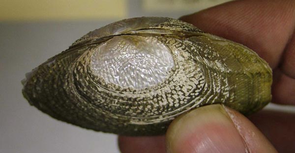 image of lot ZMB_MP_0467