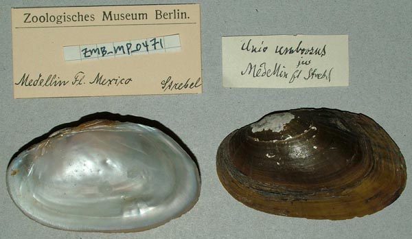 image of lot ZMB_MP_0471