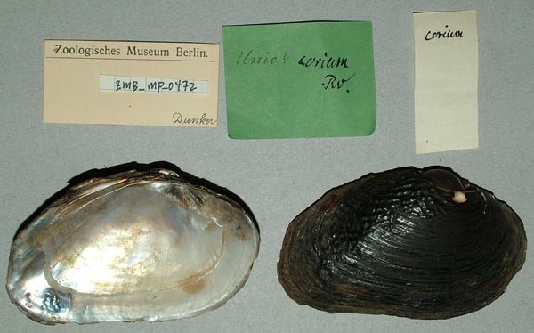 image of lot ZMB_MP_0472