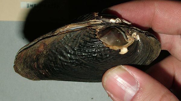 image of lot ZMB_MP_0472