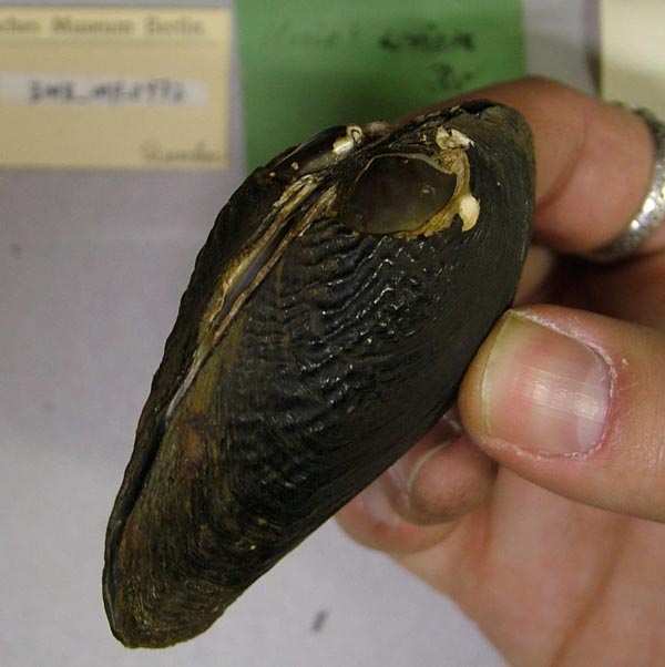 image of lot ZMB_MP_0472