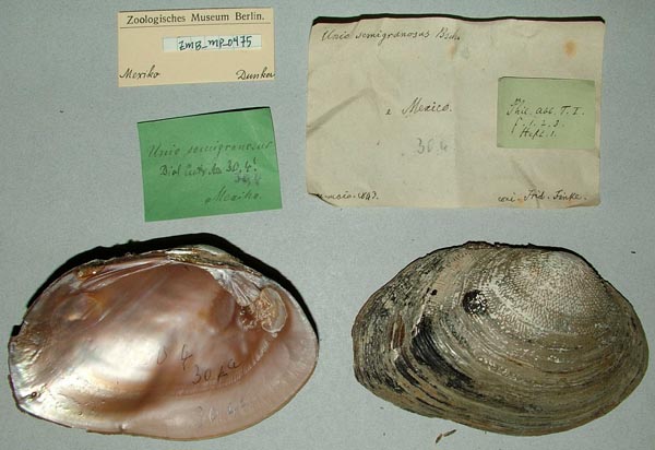 image of lot ZMB_MP_0475