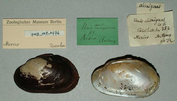 image of lot ZMB_MP_0476