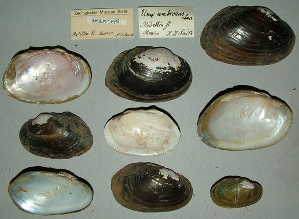 image of lot ZMB_MP_0481