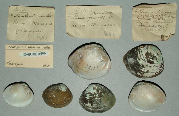 image of lot ZMB_MP_0482