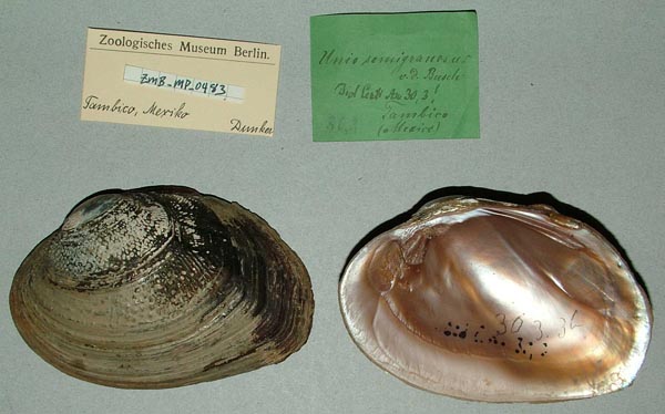 image of lot ZMB_MP_0483