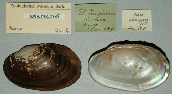 image of lot ZMB_MP_0485