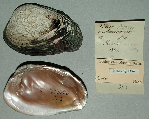 image of lot ZMB_MP_0486