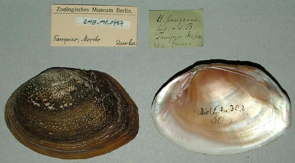 image of lot ZMB_MP_0487