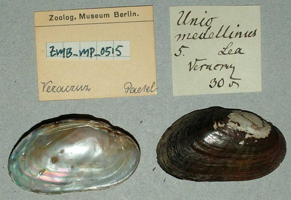 image of lot ZMB_MP_0515 image of lot ZMB_MP_0515