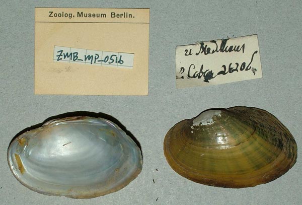 image of lot ZMB_MP_0516