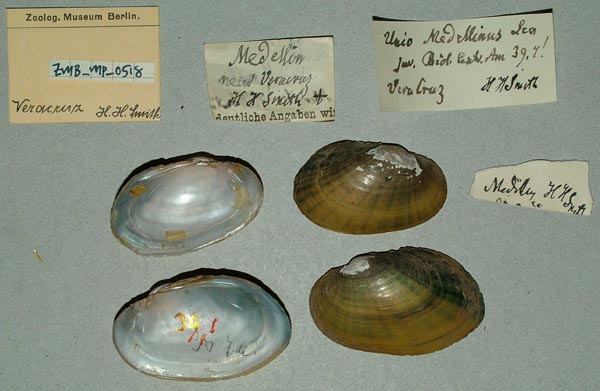 image of lot ZMB_MP_0518 image of lot ZMB_MP_0518