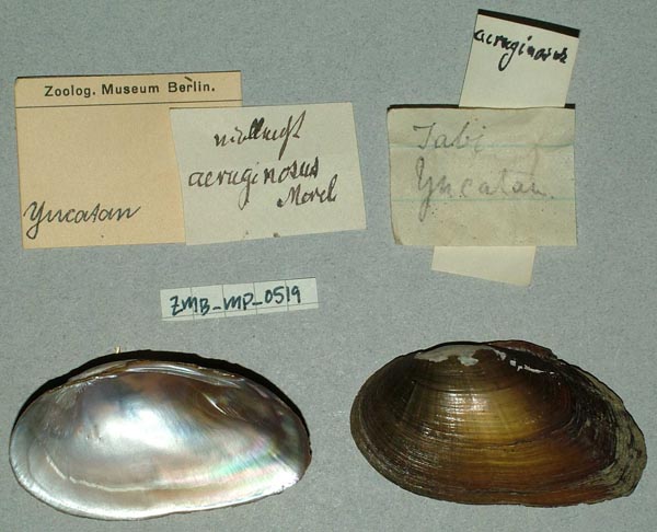 image of lot ZMB_MP_0519