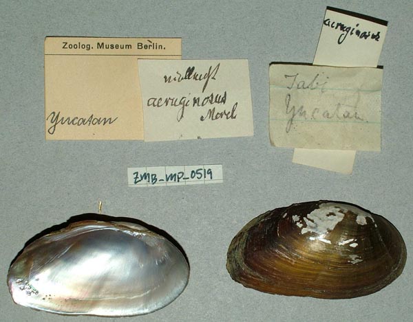 image of lot ZMB_MP_0519