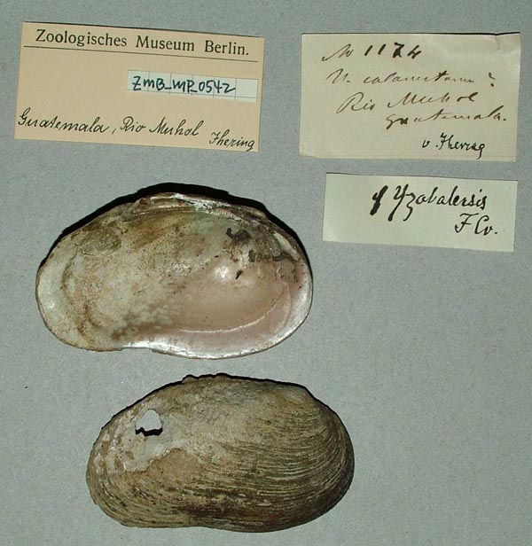 image of lot ZMB_MP_0542