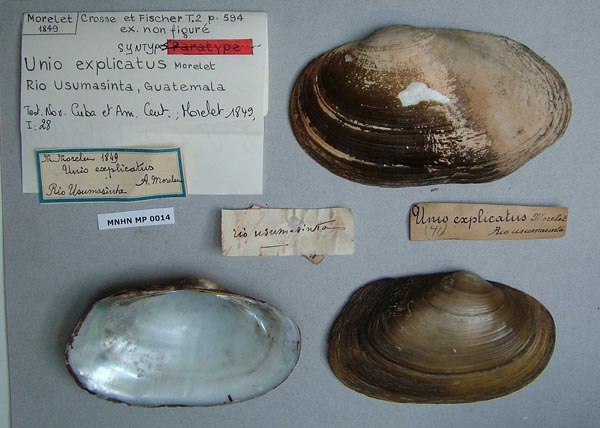 specimen