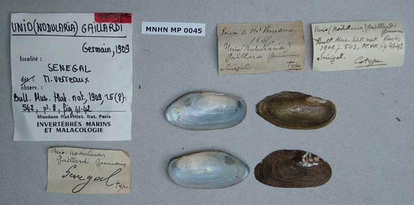 image of lot MNHN_MP_0045