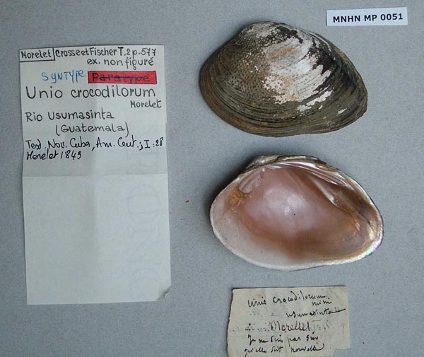 image of lot MNHN_IM-2000-1667