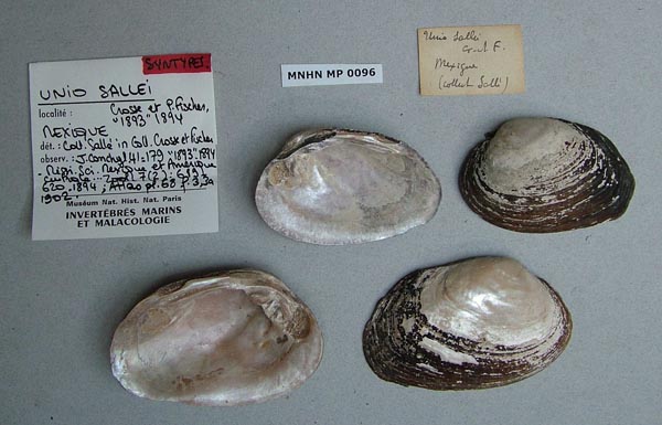 image of lot MNHN_IM-2000-1776