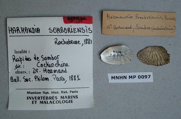 image of lot MNHN_IM-2000-1789