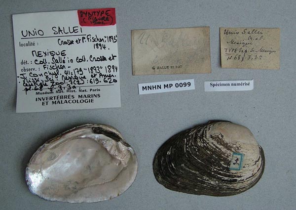 image of lot MNHN_IM-2000-1776B