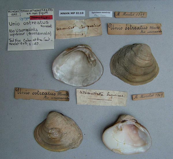 image of lot MNHN_IM-2000-2102