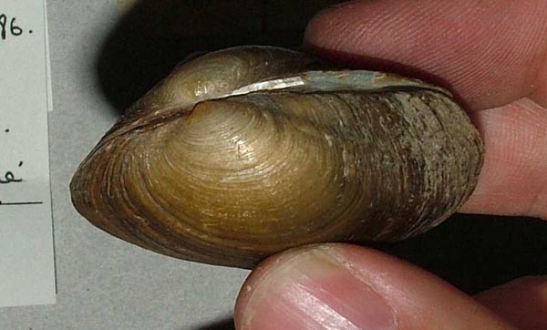 specimen