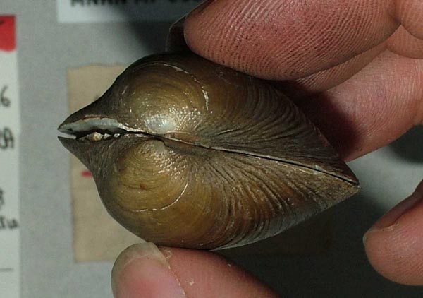 specimen