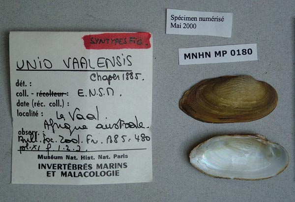 image of lot MNHN_MP_0180