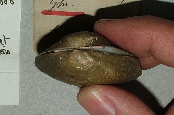 specimen
