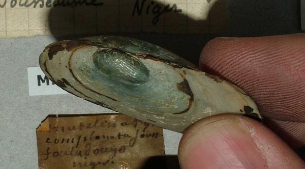 specimen