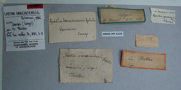 specimen