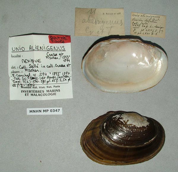 image of lot MNHN_IM-2000-1634